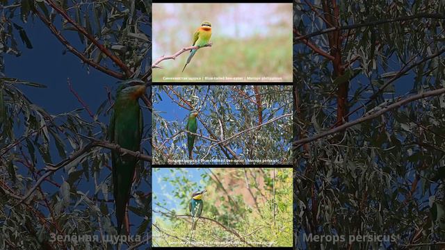 Щурки. Экзотические птицы | Bee-eaters. Exotic birds смотреть онлайн