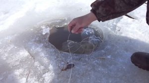 Тропа налима. Как поставить перемет.