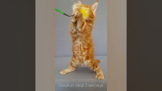 Идеал (Divokun Ideal) котенок мейн-кун красный мраморный (d22). Возраст 2 месяца смотреть онлайн