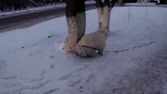 Самоед.Аура.Поход в магазин. Аура ворчит и ругается!!! смотреть онлайн
