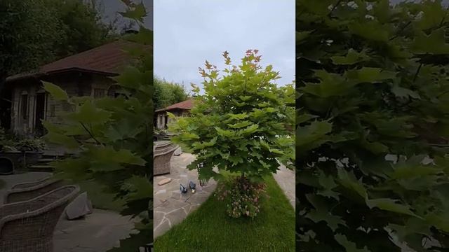 клён идеальный шар до обрезки смотреть онлайн
