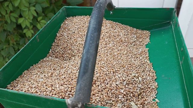 Леггорны молодки занеслись!!! Первое яйцо😊👍 смотреть онлайн