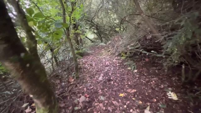 Magic in the Woods ~ Tales from the Cottage смотреть онлайн