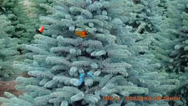 Ель колючая Блю Монтейн (picea blue mountain) ? обзор: как сажать, саженцы ели Блю Монтейн смотреть онлайн