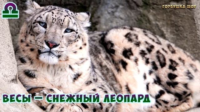 Какая Ты Кошка по Знаку Зодиака? Кто ты по Гороскопу из Семейства Кошачьих? смотреть онлайн