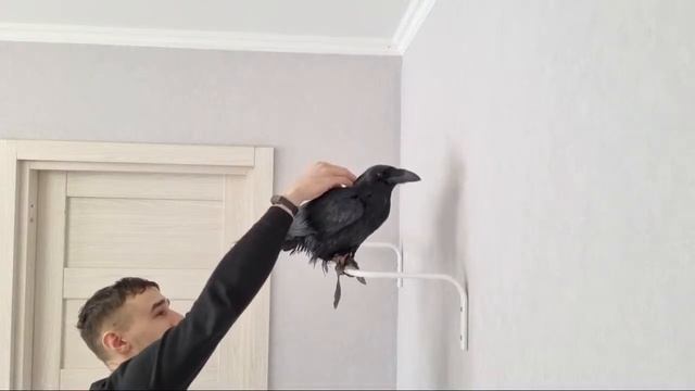 Заселил ворона в квартиру смотреть онлайн