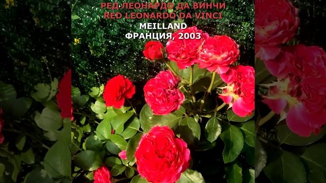 Роза Ред Леонардо да Винчи в моем саду 10.08.21. Meilland, 2003. Red Leonardo da Vinci Rose #shorts смотреть онлайн