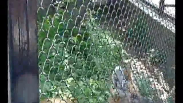 Волк хочет мороженное смотреть онлайн