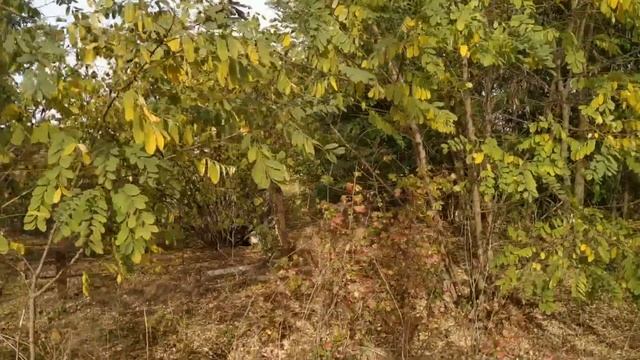 23 октября праздник Евлампий Зимоуказатель , Евлампиев день . Народные приметы и традиции смотреть онлайн