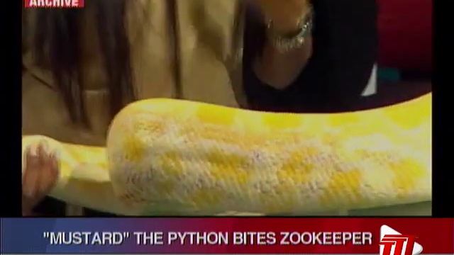 Emperor Valley Zoo Reviews Safety Measures After Python Bites Keeper смотреть онлайн