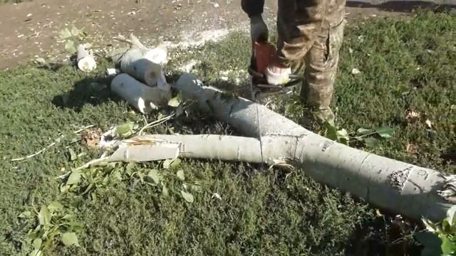 Три тополя повалены с трудом. Готовится их распиловка. 07. 08. 2017 смотреть онлайн