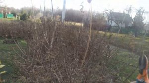 Обрезка чубушника (жасмина садового)????