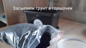 Посадка кинзы