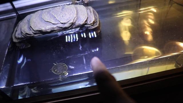 Building an Inverted Aquarium inside my Backyard Pond! смотреть онлайн