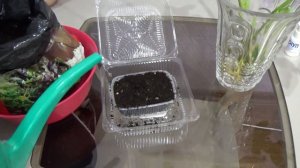 Очиток видный Самое быстрое и простейшее размножение