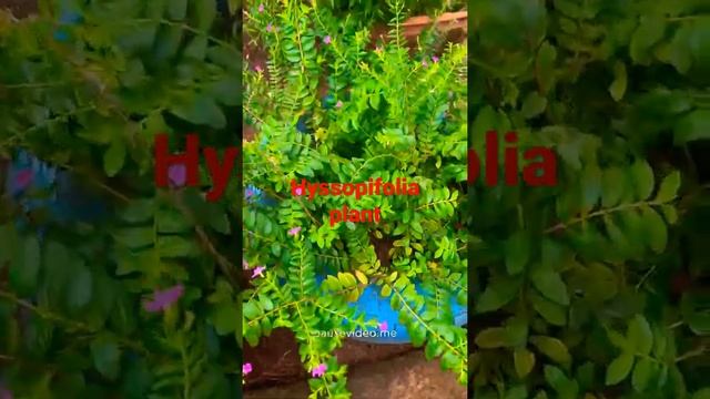 The cuphea hyssopifolia heather plant with purple Flowers❤️ смотреть онлайн