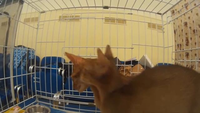 Котейки | Выставка кошек [анапа 2016] смотреть онлайн