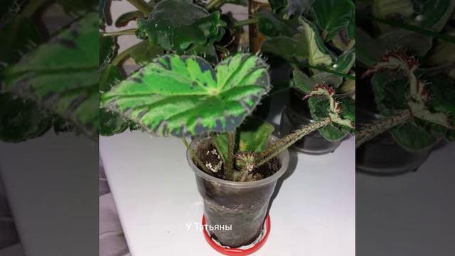 Цветочный калейдоскоп смотреть онлайн