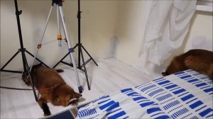 БРАЧНЫЙ ПЕРИОД ЛИС ДОМАШНИХ - Жизнь с Лисой / MIKI THE FOX