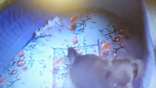 ДОСТАВКА ПО ВСЕЙ ЕВРОПЕ ! В ПРОДАЖЕ Щенки породы ЧИХУАХУА длинношёрстные ШОКОЛАДНОГО окраса смотреть онлайн
