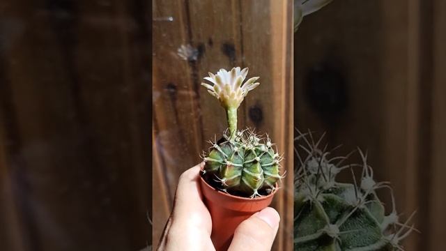 цветение GYMNOCALYCIUM variegata смотреть онлайн