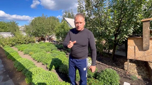 Хризантема МУЛЬТИФЛОРА в сентябре смотреть онлайн
