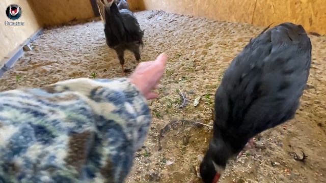 Продаю фазанов 2021г. I sell pheasants 2021. смотреть онлайн