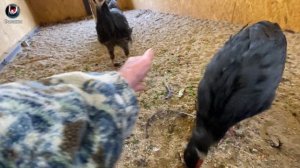 Продаю фазанов 2021г. I sell pheasants 2021.