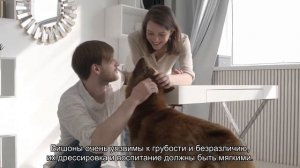 Итальянская болонка (болоньез, болонский бишон)