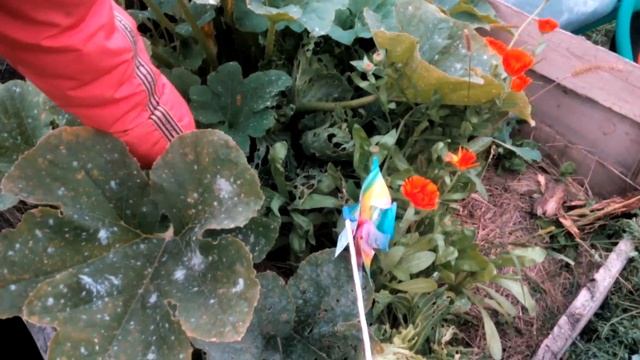 Патиссоны - выращивание в смешанных посадках смотреть онлайн