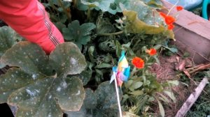 Патиссоны - выращивание в смешанных посадках