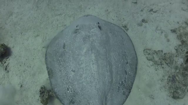 Alex and Alex.mp4 смотреть онлайн