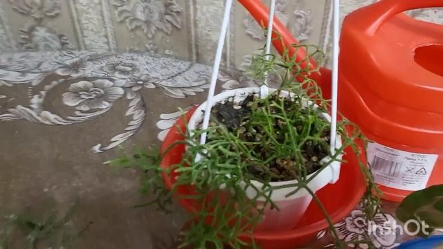 Опора для цветов. Обзор цветов. 11.08.2023. смотреть онлайн