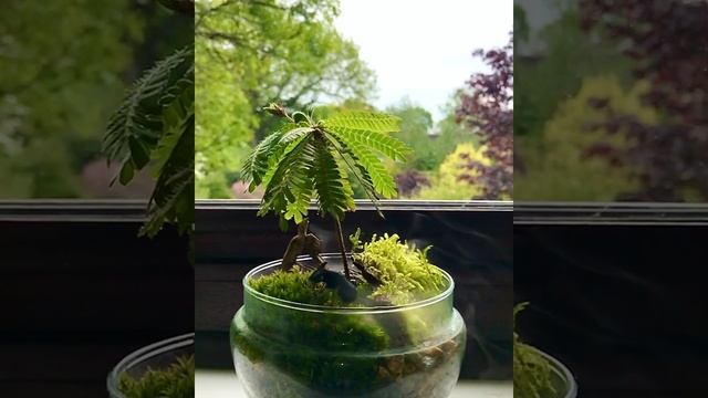 Biophytum Sensitivum Terrarium смотреть онлайн