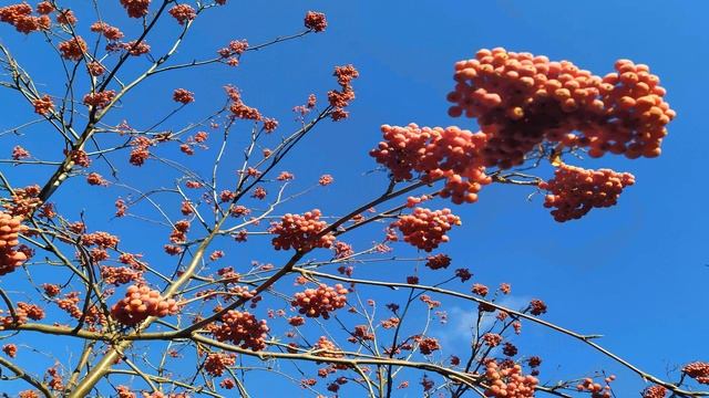 КАТЕРИНА САННИЦА 7 декабря. МОЛОДУХА впервые после венчания показывается людям. НЕВЕСТА ХРИСТОВА смотреть онлайн