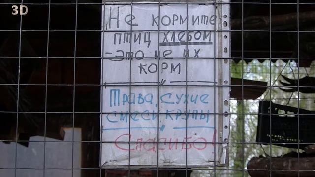 Контактный зоопарк Гуси, Кролики, Белки, Утки района Перово Москва. Частный зоопарк. смотреть онлайн