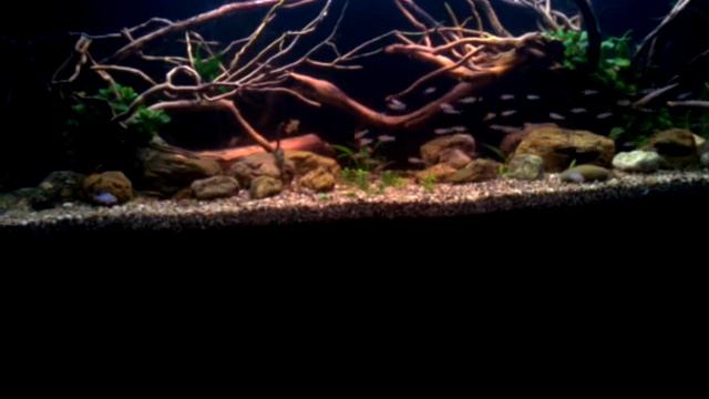 Hemigrammus rhodostomus in my new aquarium смотреть онлайн
