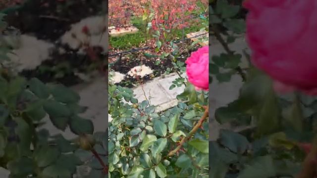 Роза "Помпонелла" в ноябре? смотреть онлайн