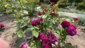 Роза "Флорибунда Твайлайт Зоун". Татарстан, 2023г