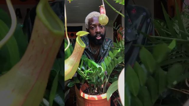 TRAP GARDENING EPISDOE 12: ZZ PLANT смотреть онлайн