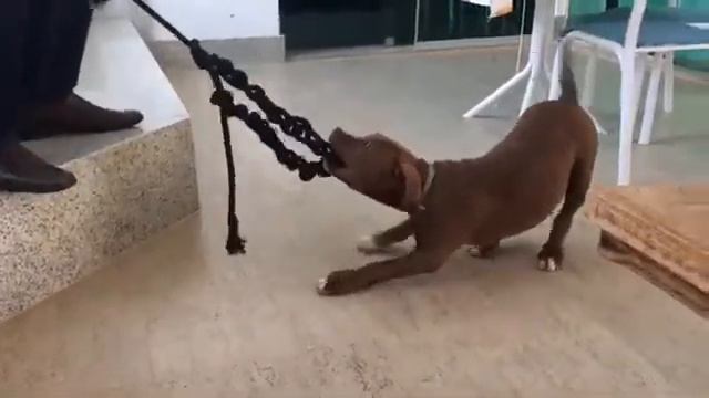 Maya cresceu... pitbull 4 meses смотреть онлайн