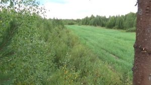 Охота на медведя | На овсах | 2021