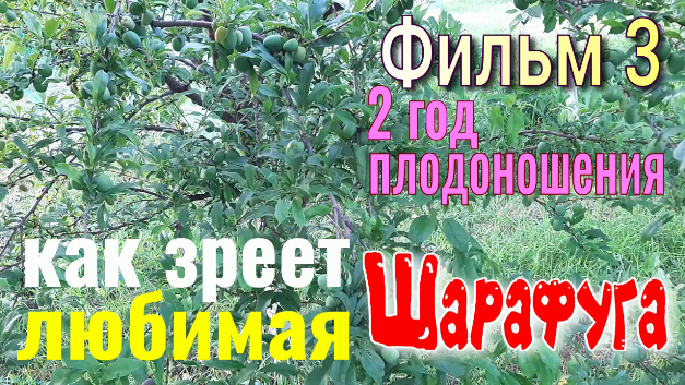 Шарафуга Фильм 3. Как Зреет моя Любимая ШАРАФУГА. 2 год плодоношения. Секреты Садовода. смотреть онлайн