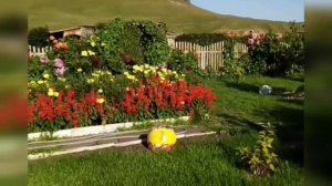 РОЗЫ МАРИИ ХАРЧЕНКО С КУБАНИ В ХАКАСИЮ