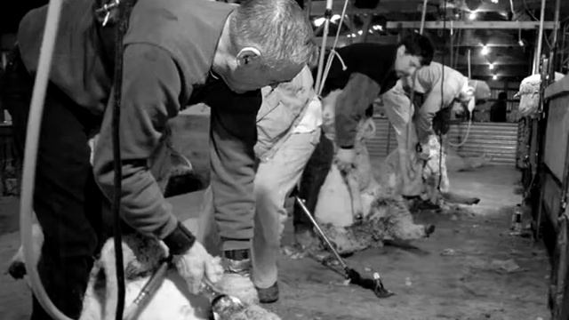 Sheep Shearing School смотреть онлайн