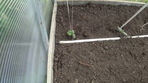 КАК СДЕЛАТЬ  ВЕЧНЫЙ КАПЕЛЬНЫЙ ПОЛИВ СВОИМИ РУКАМИ.