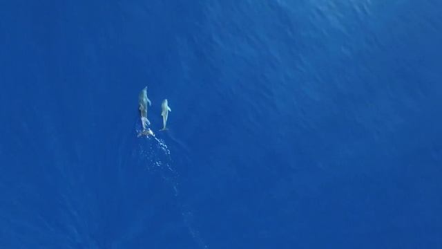 ?Relax Music/Dolphins ? Music For Relaxation, Therapy Or Sleep ? Amazing Dolphins