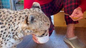 Чем угощают домашнего гепарда?! Гепард Герда и необычное лакомство.