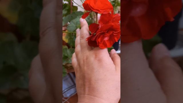 Пеларгония Ле Пират💃 смотреть онлайн