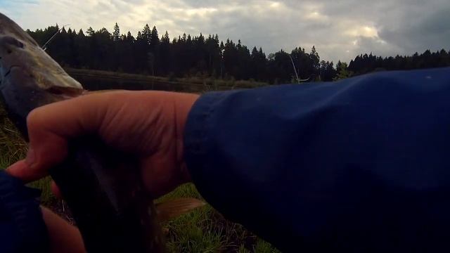 Фидерная рыбалка...плюс поплавочка... смотреть онлайн